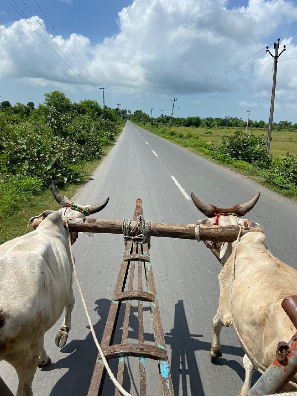 વઢિયારા વેસ્વના...