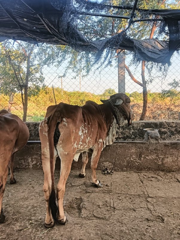 ઓરિજર્નલ ગીર ઓટ...