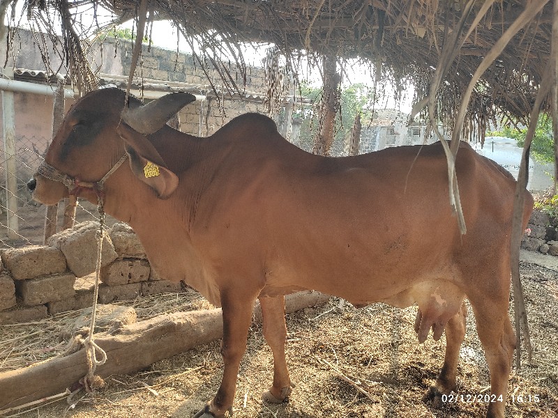 ગીર ગાય વેચવાની...