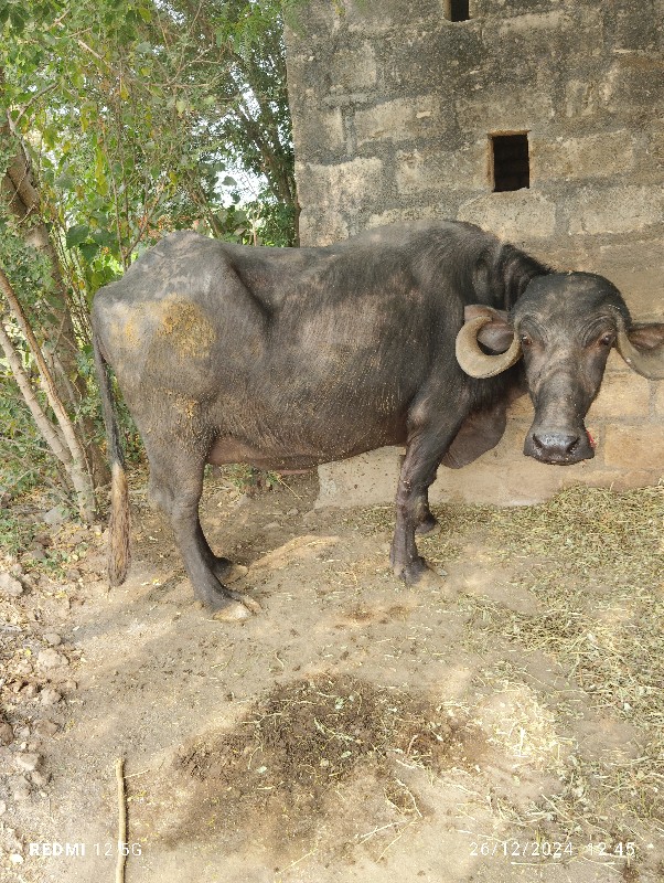 પેલું વેતર ખડેલ...