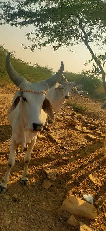 વઢીયારા બળદ વેચ...