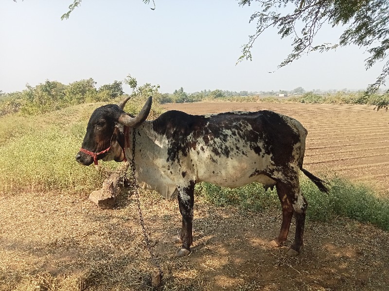 ગાય વેચવાની છૅ