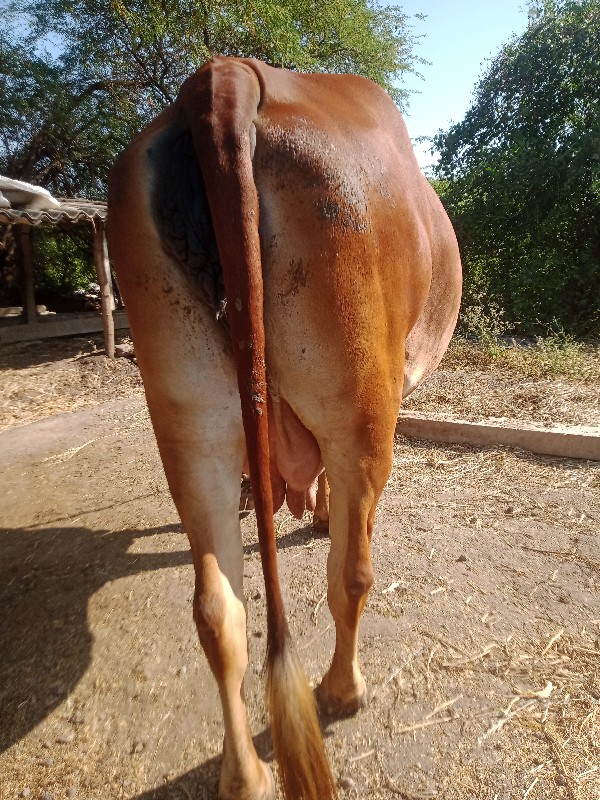 ત્રીજું.વેતર.