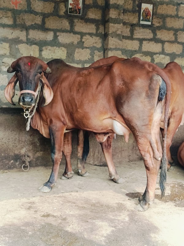 પેલ વેતરી ઓળખી...