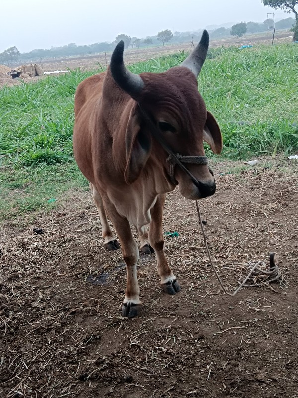 ગોદલો વેચવાનો છ...