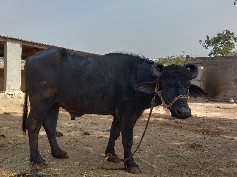 પાડો વેસવાનો છે