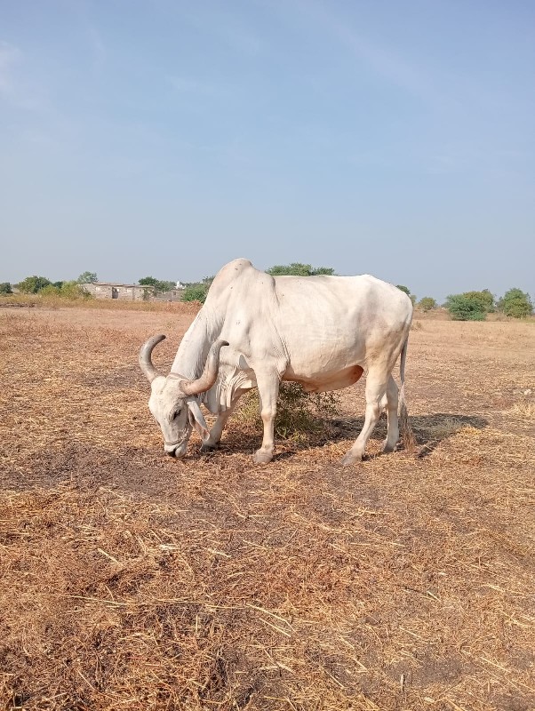 એક બળદ વેચવાનો...