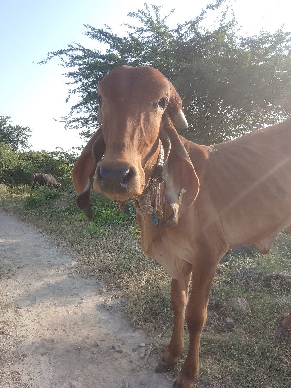 એક વરસદીની વાછડ...