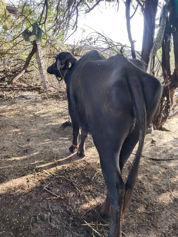 ખડેલી વેચવાની છ...