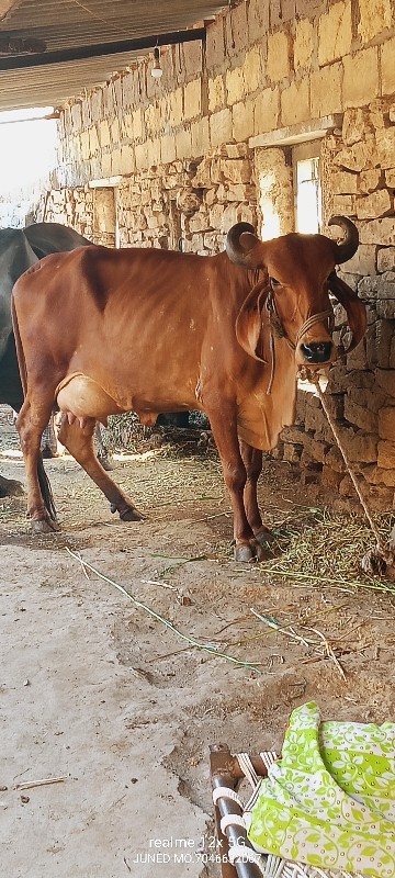 દેસી ગાય વેચવાન...