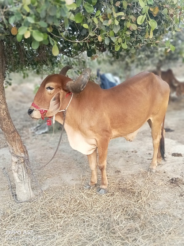 વડલો વેચવાનો છે...