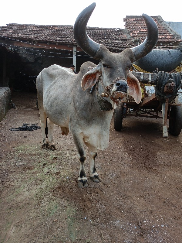 બળદ વેસવાનો સે