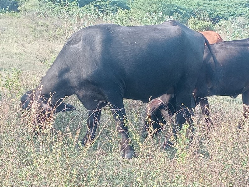 પેલા વેતર ખડેલી...