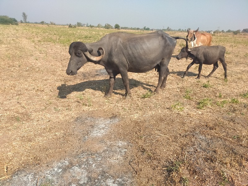 વીઆણેલ