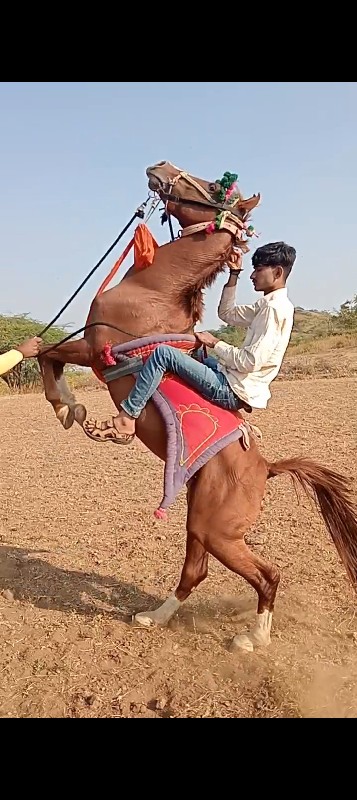 ધોડો વેસવાનો છે