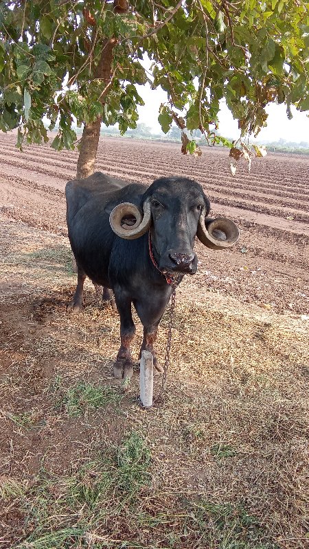 ભેંસ વેસવાની