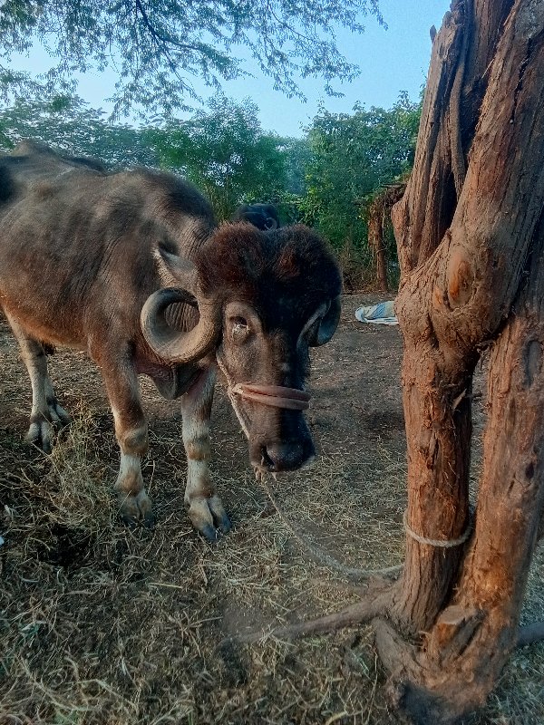 ખડેલા બે