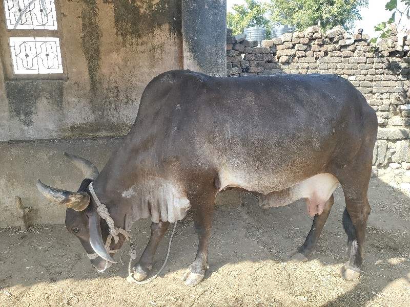 દેશી ગાય વેચવાન...