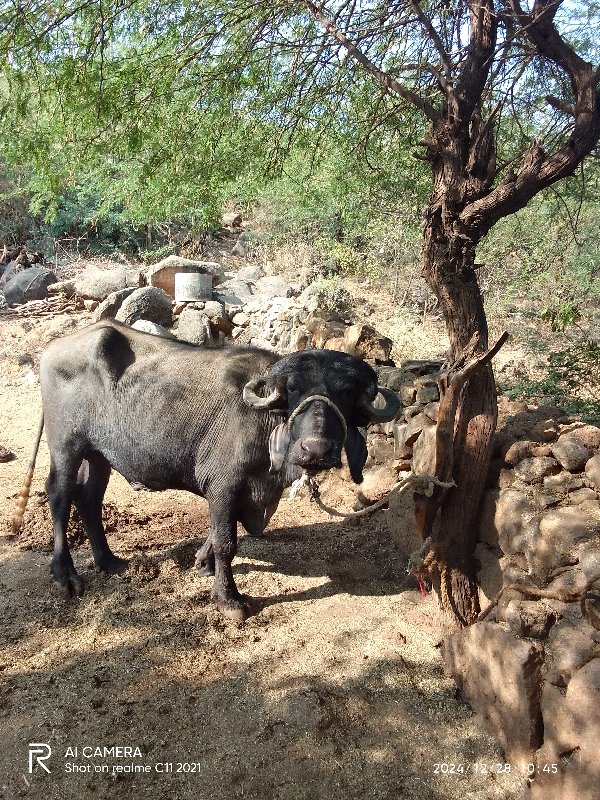 પાડો વેસવાનો