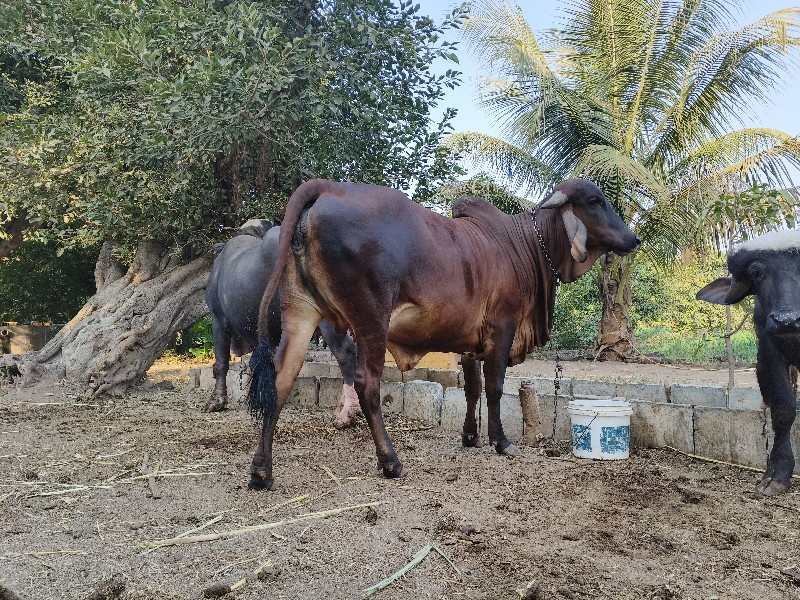 ગીર ગાય વેચવાની...