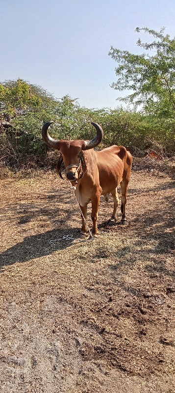 Mahesh bhai