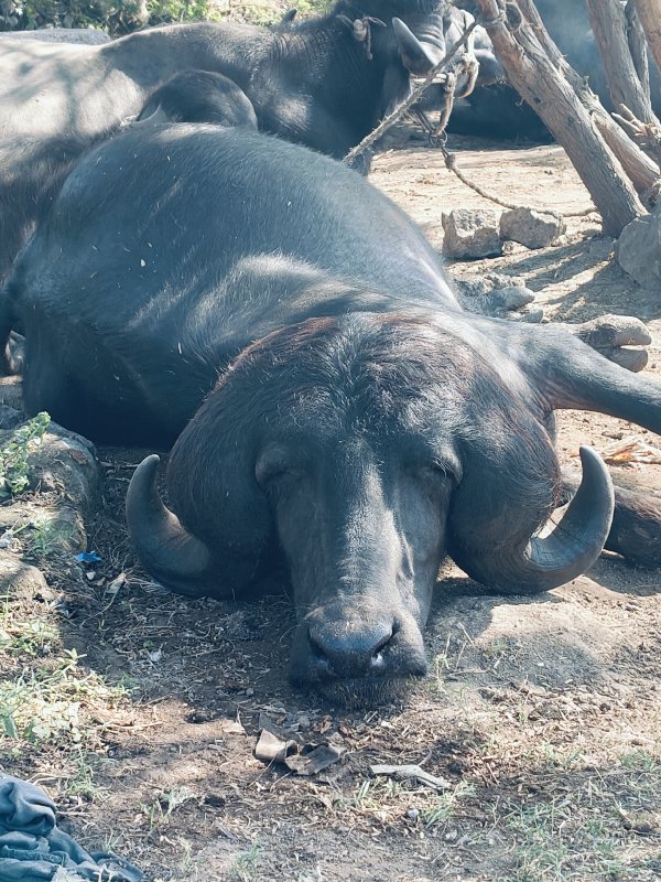 જાફરાબાદી પાડો