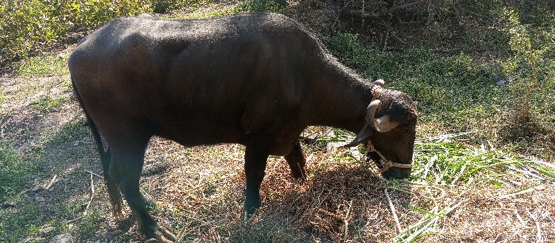 ખડેલુવેચવાનુછે