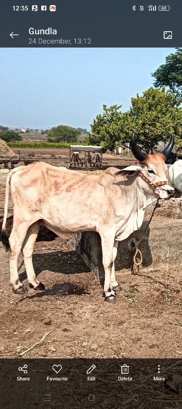 વેશવા ના છે