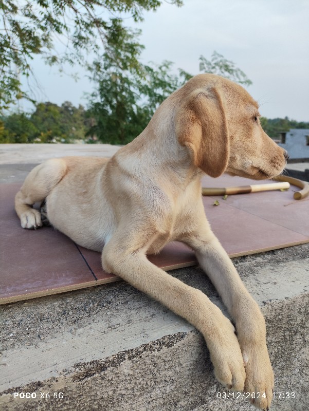 Labrador female