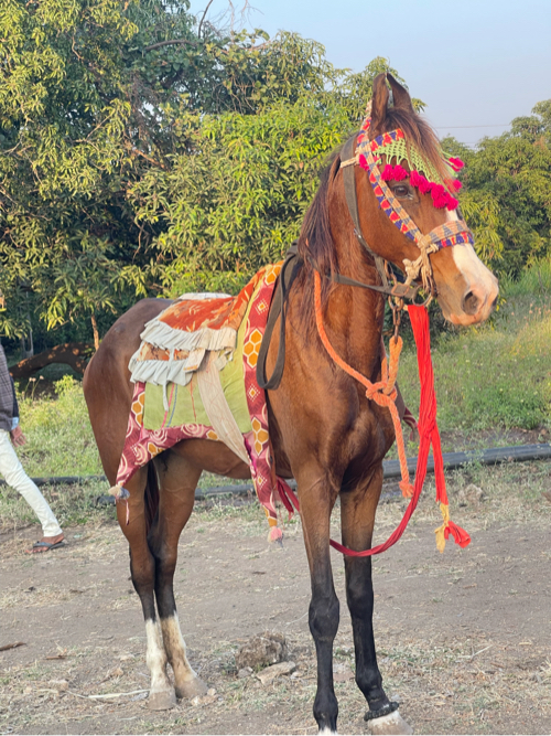 ધોડી વેસવાની છે...