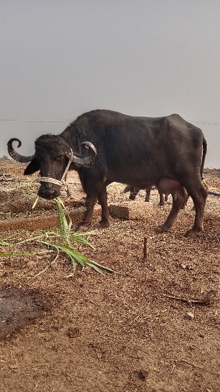 ભેંશ વેચવાની છે