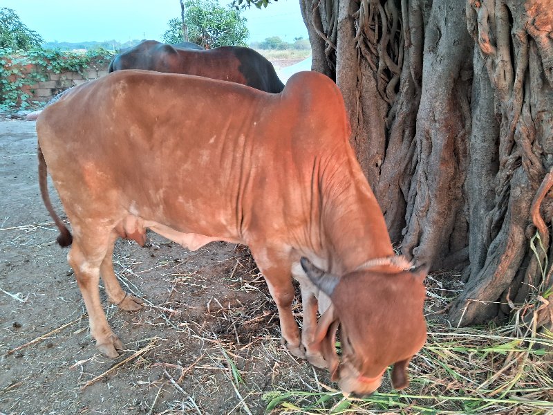 ગીર ગાય વેચવાની...