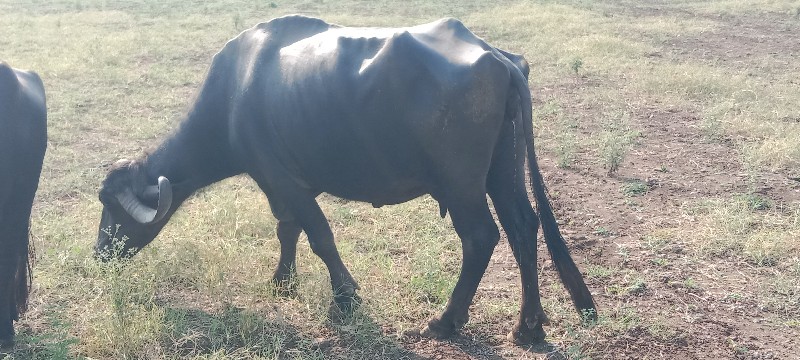 ભેંસ વેચવાની છે