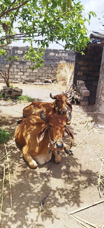 ગોઢલા વેચવાના છ...