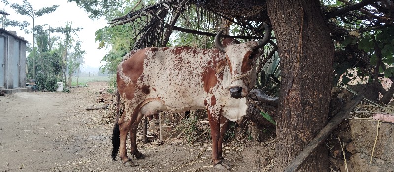 કેતન જી જોરા