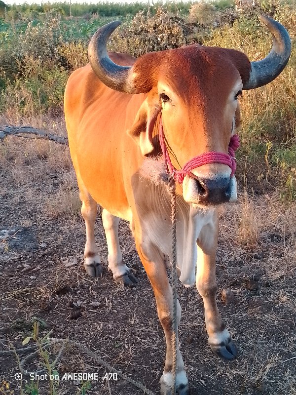 ગોઢલા વેચવાના છ...