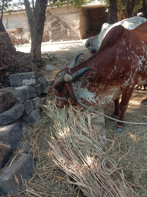 ગાય આપવાની છે