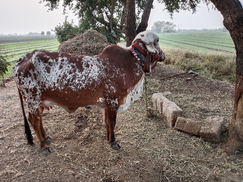 ગાય વેચવા ની સે