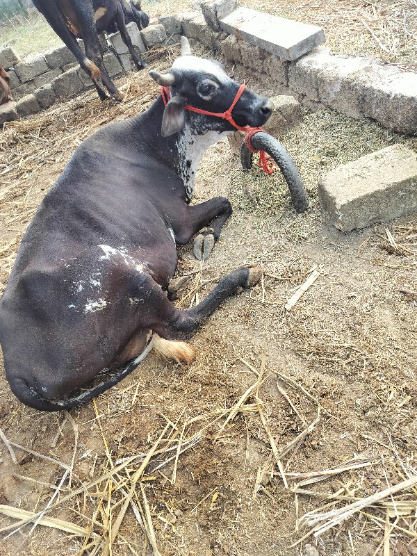 પેલુ વેતર ગાય 🐄