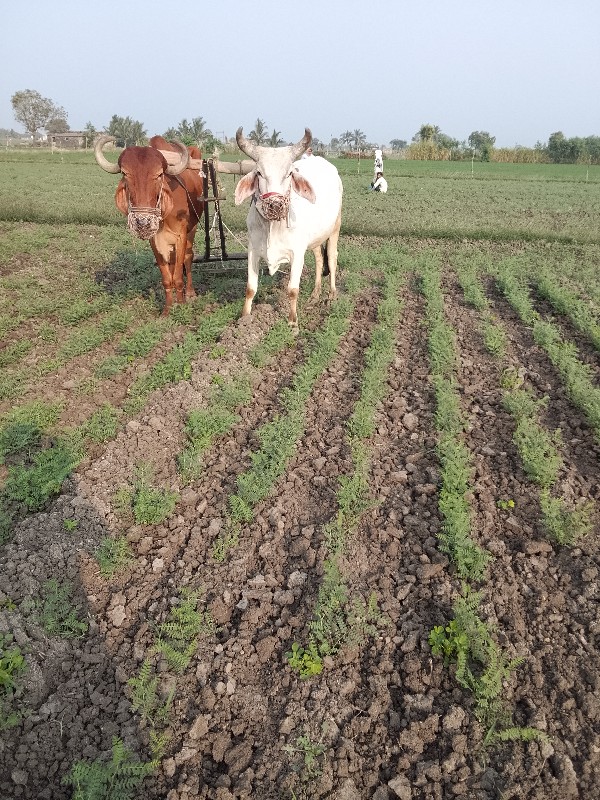 ગોઢલો વેચવાનો સ...