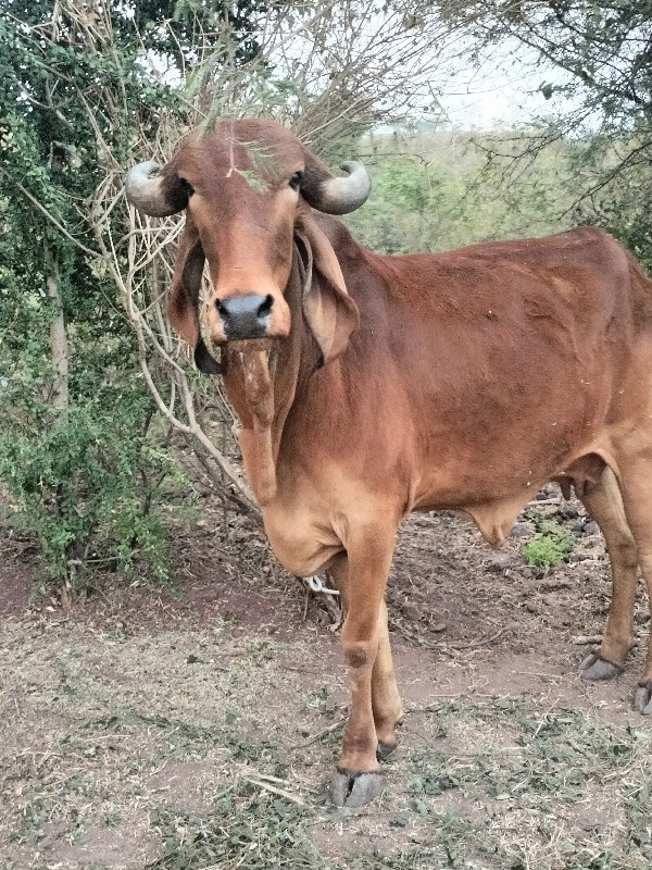 સુરેશભાઈ