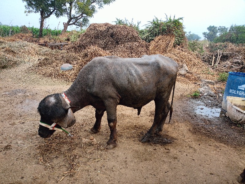 2 પાડા વેસાવ સે