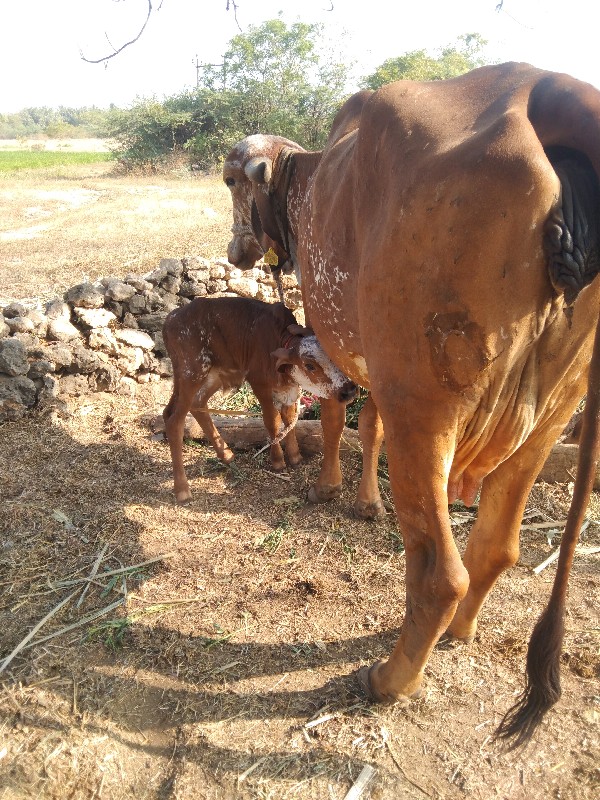 ગાય વેચવા નિ છે