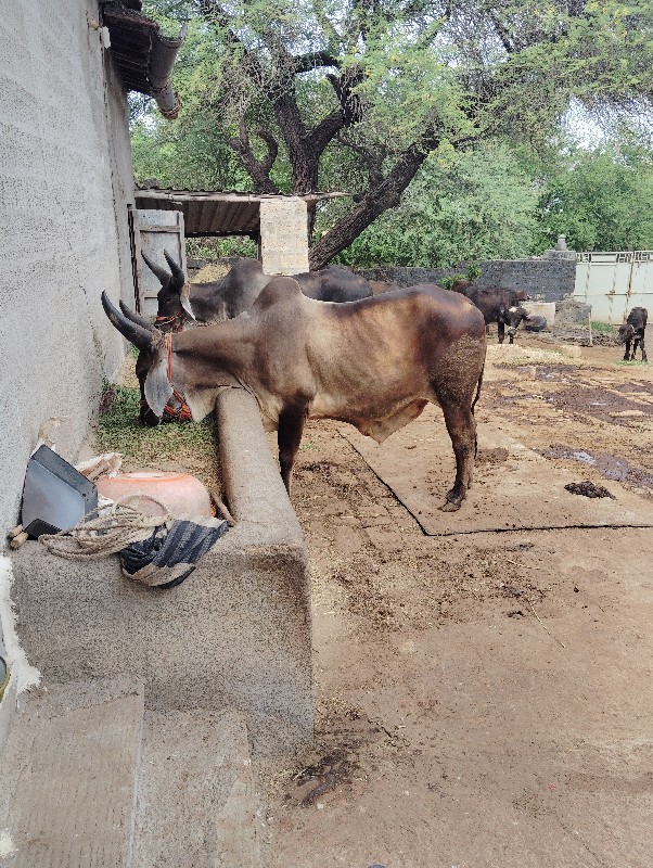 ગોઢલા વેચવાના છ...