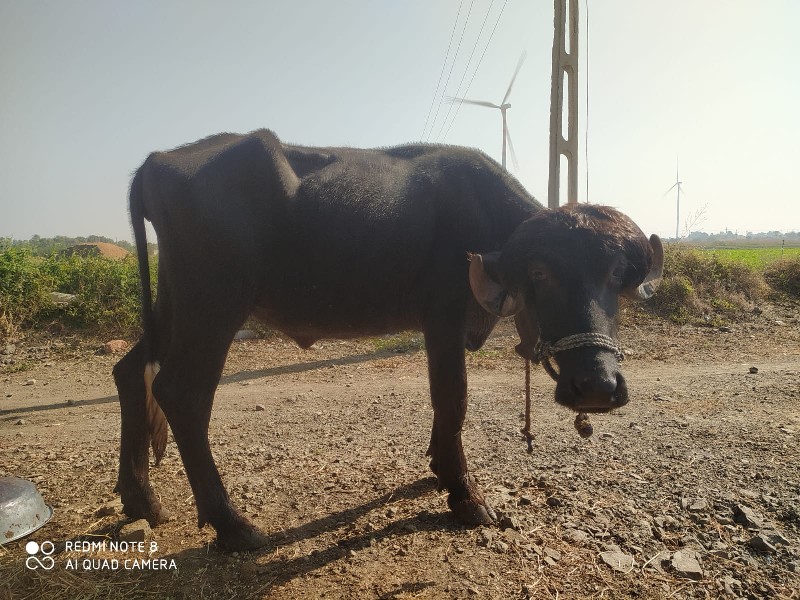 પાડી વેચવા ની છ...