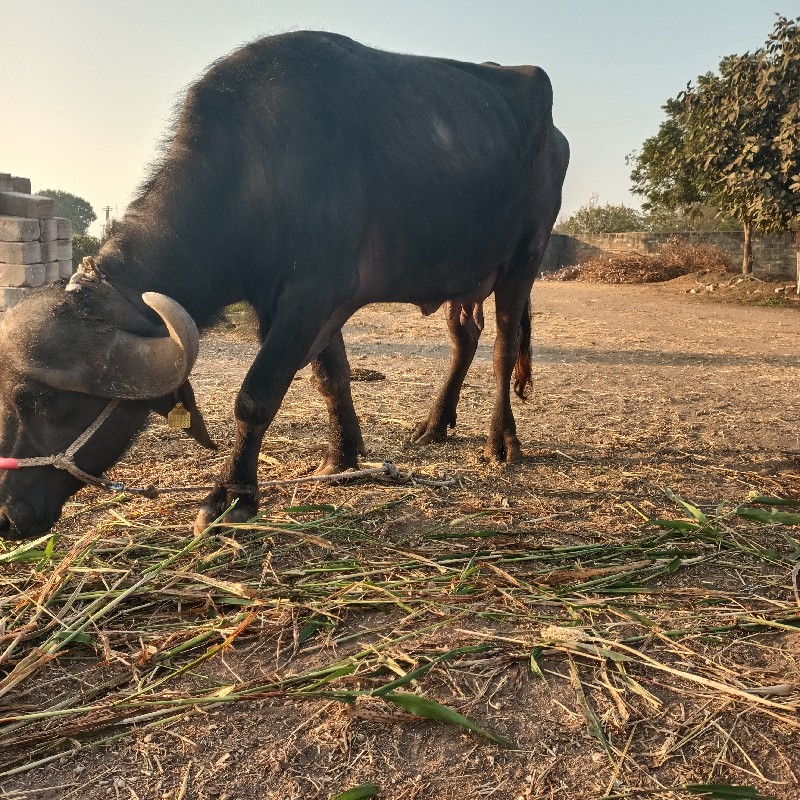 1 લુ વેતર 6 લીટ...