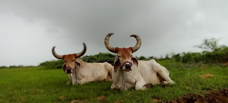 બળદ વેચવા ના છે...