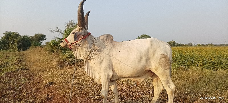 ફુલ જવાબદારી દે...