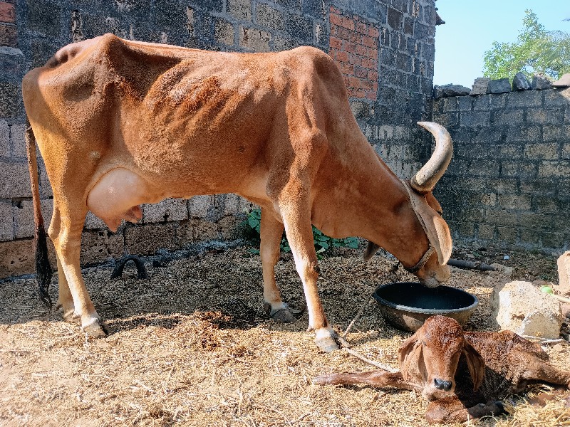 ગાય વેચવાની છે