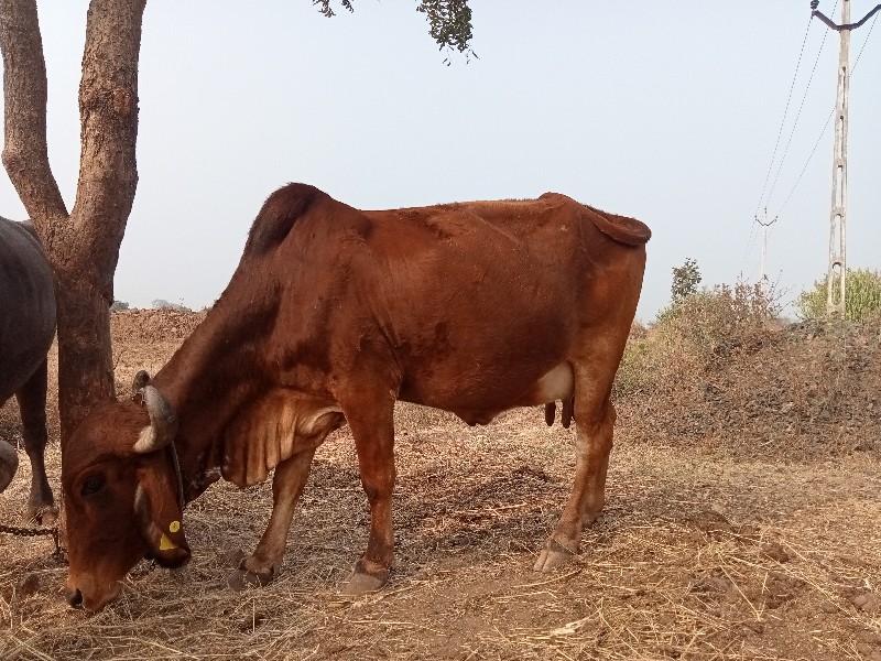 ગાય વેચાની છે